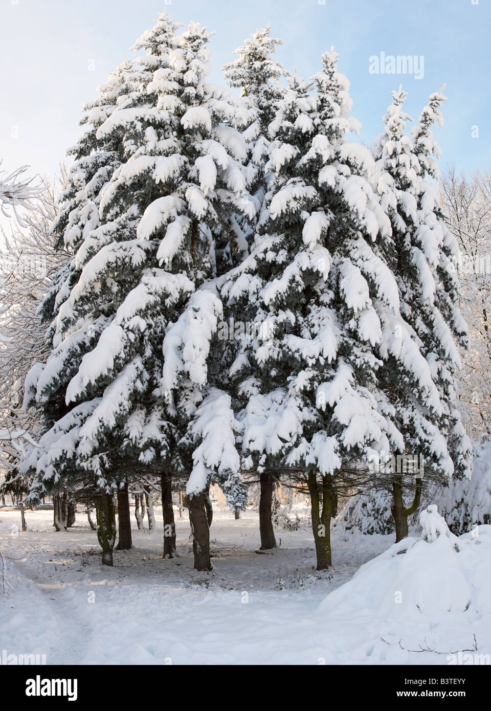 Winter snow covered fir trees group in city park Stock Photo - Alamy