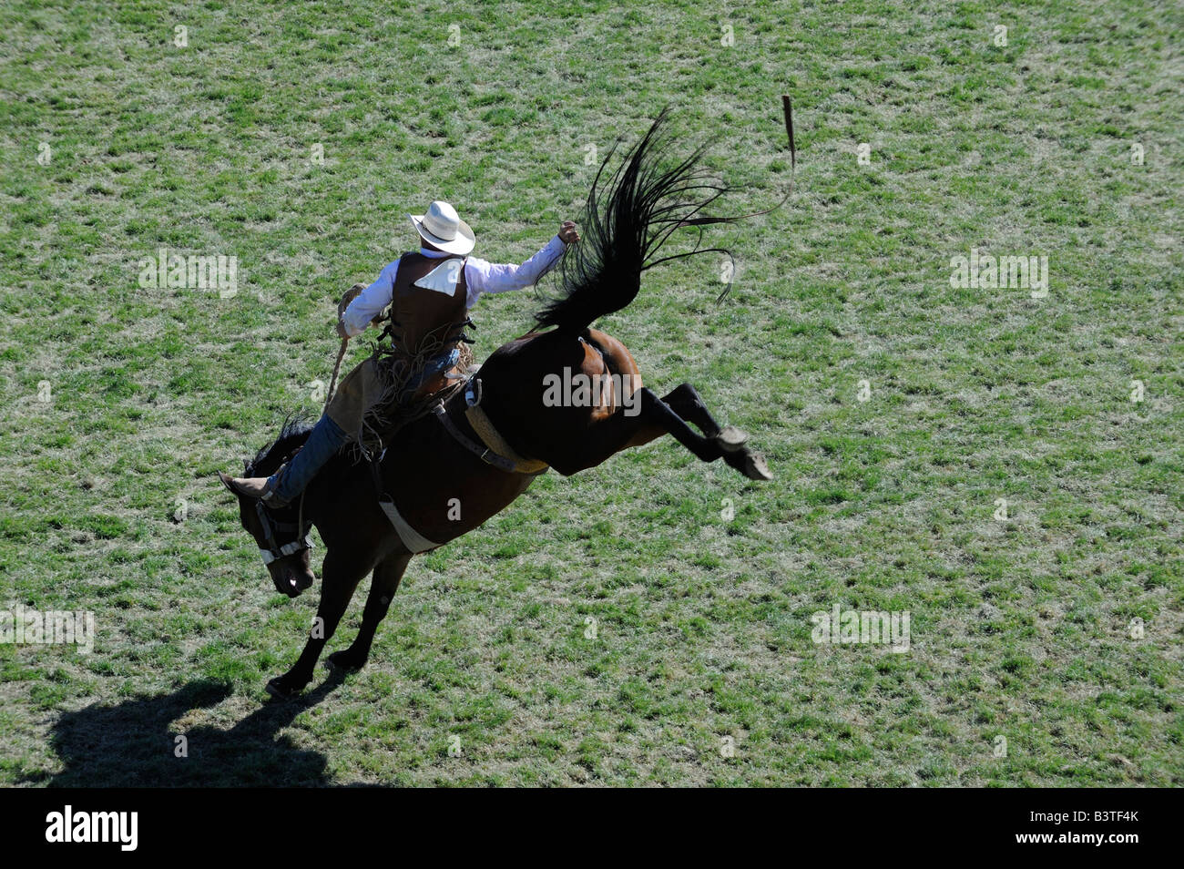 cowboy riding bucking bronc bronco wild ride tough wiley horse unusually difficult ride white caucasian Stock Photo