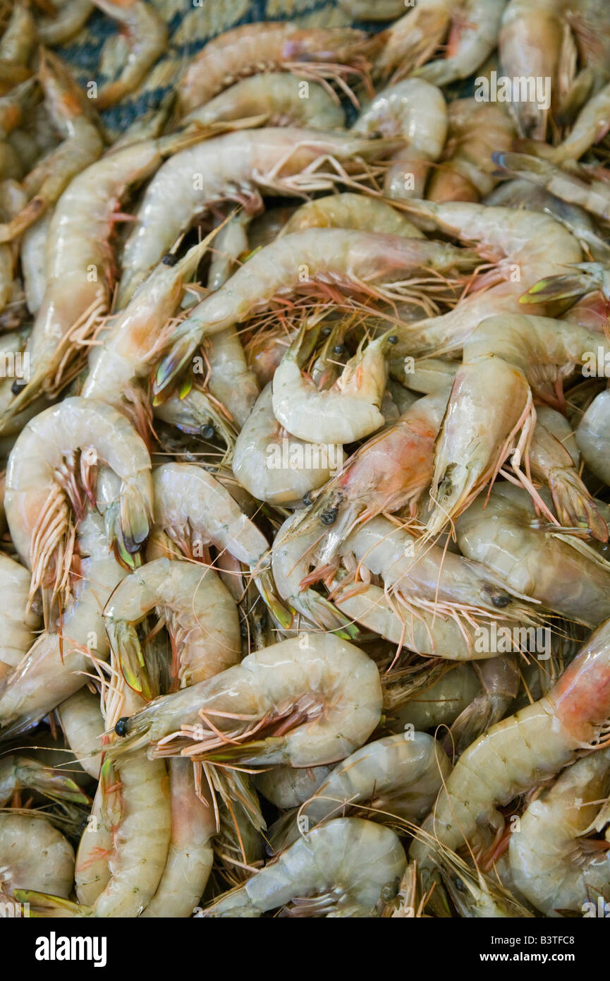Oman, Muscat, Mutrah. Mutrah Fish Market, Shrimp/Prawns from the