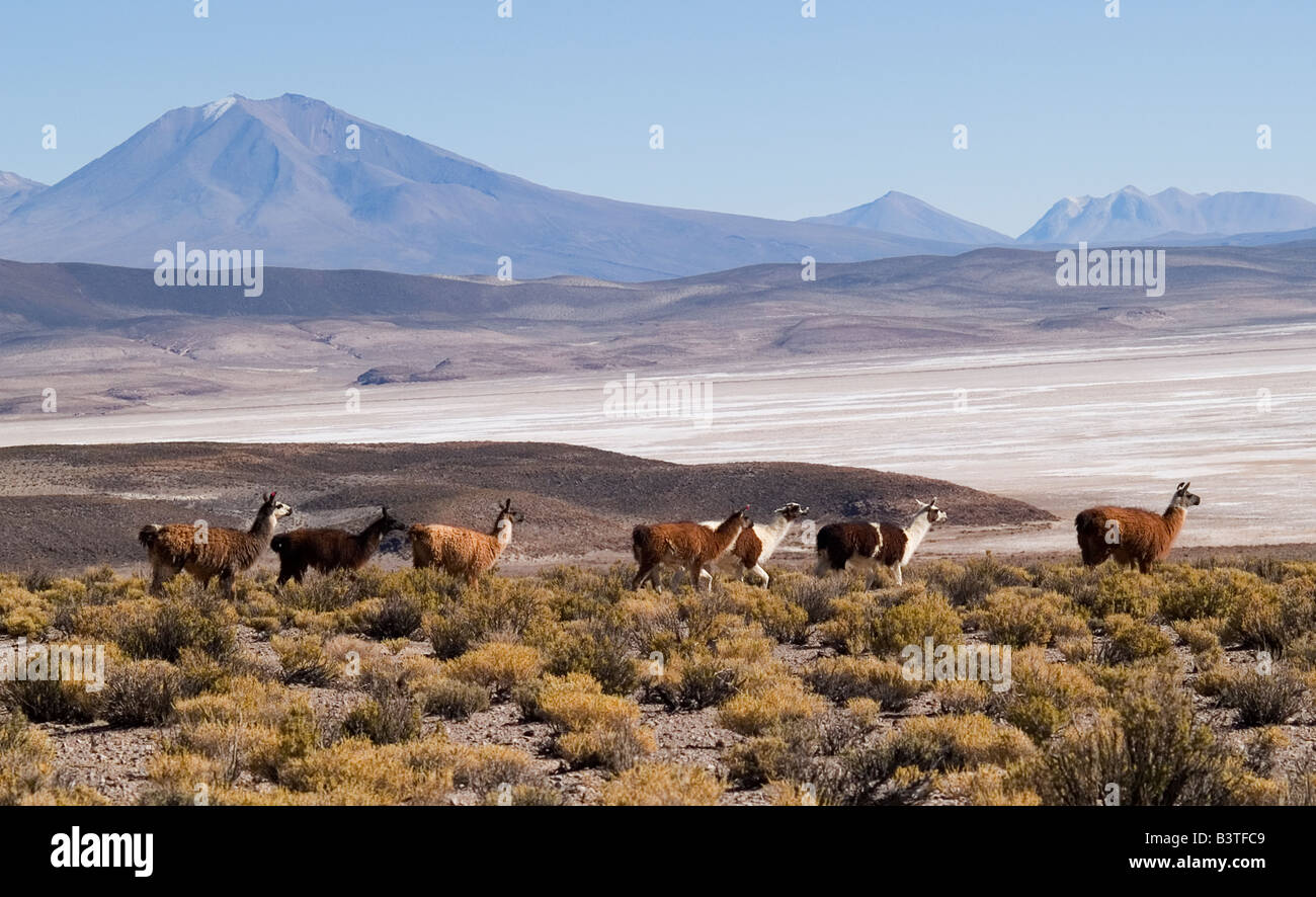 Salar de Uyuni salt flats, Bolivia, South America with llamas and alpacas Stock Photo