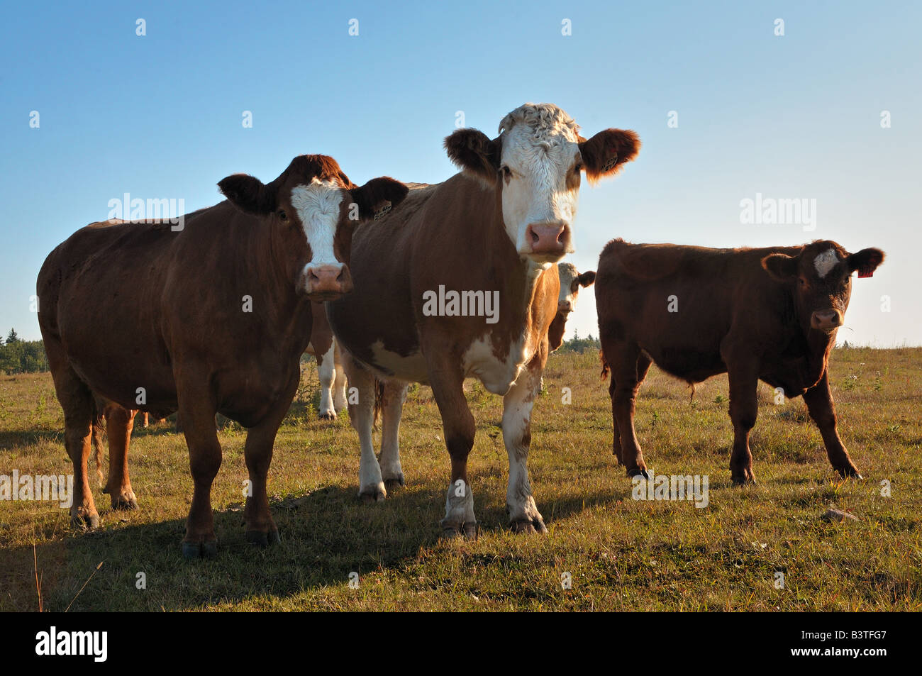 Beef cows 0803 Stock Photo