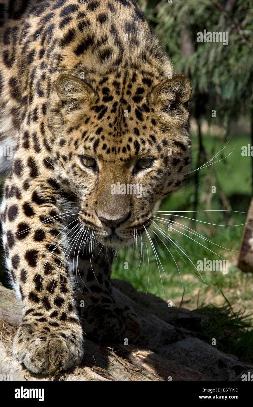 Amur leopard wildlife hi-res stock photography and images - Alamy