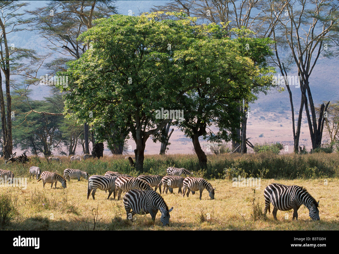 Tanzania, Ngorongoro Crater. Common zebra browse on grass in Lerai Forest on the crater floor with Fever trees and Quinine Trees behind Stock Photo