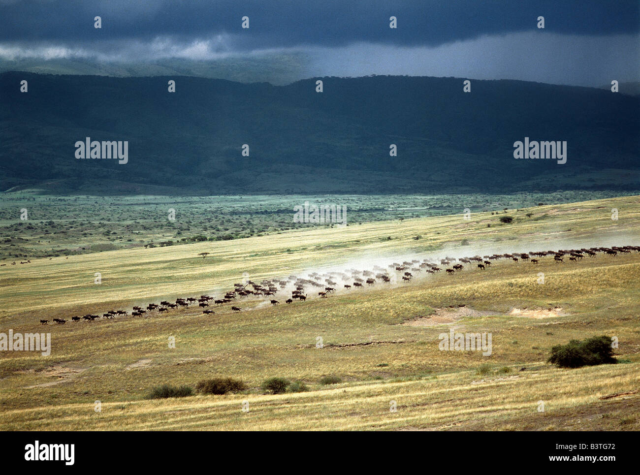 Tanzania, Northern Tanzania, Serengeti. Wildebeest stampede on the dry grassy plains on the west side of the Ngorongoro Highlands. Stock Photo