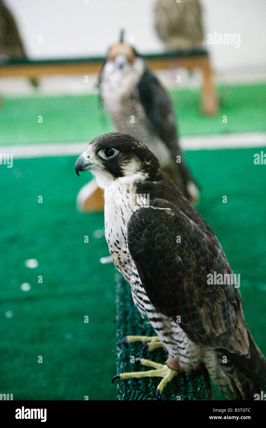 Qatar, Ad Dawhah, Doha. Falcon (Bird of Prey) at the Qatar Falconry Center Stock Photo