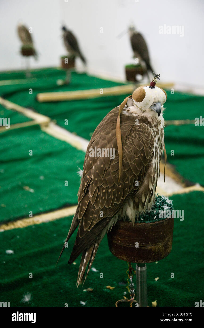 Qatar, Ad Dawhah, Doha. Falcon (Bird of Prey) at the Qatar Falconry Center Stock Photo