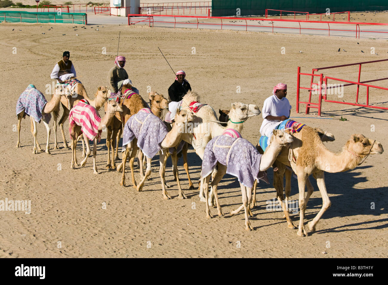 Camel racing qatar hires stock photography and images Alamy
