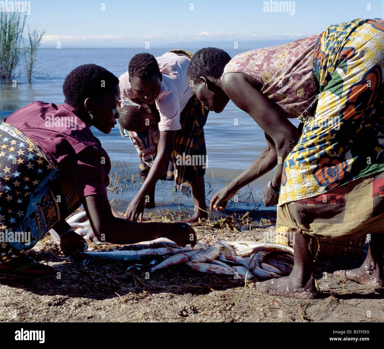 Tanzania, Women divide up a fish catch on the shores of Lake Rukwa in Southwest Tanzania. Lake Rukwa is a long, narrow lake lying in a basin of inland drainage southeast of Lake Tanganyika; it forms part of the Western Rift. The lake is very shallow (maximum depth not much more than twenty feet) and mildly alkaline. Any change in its water level causes great fluctuations of its size. Stock Photo