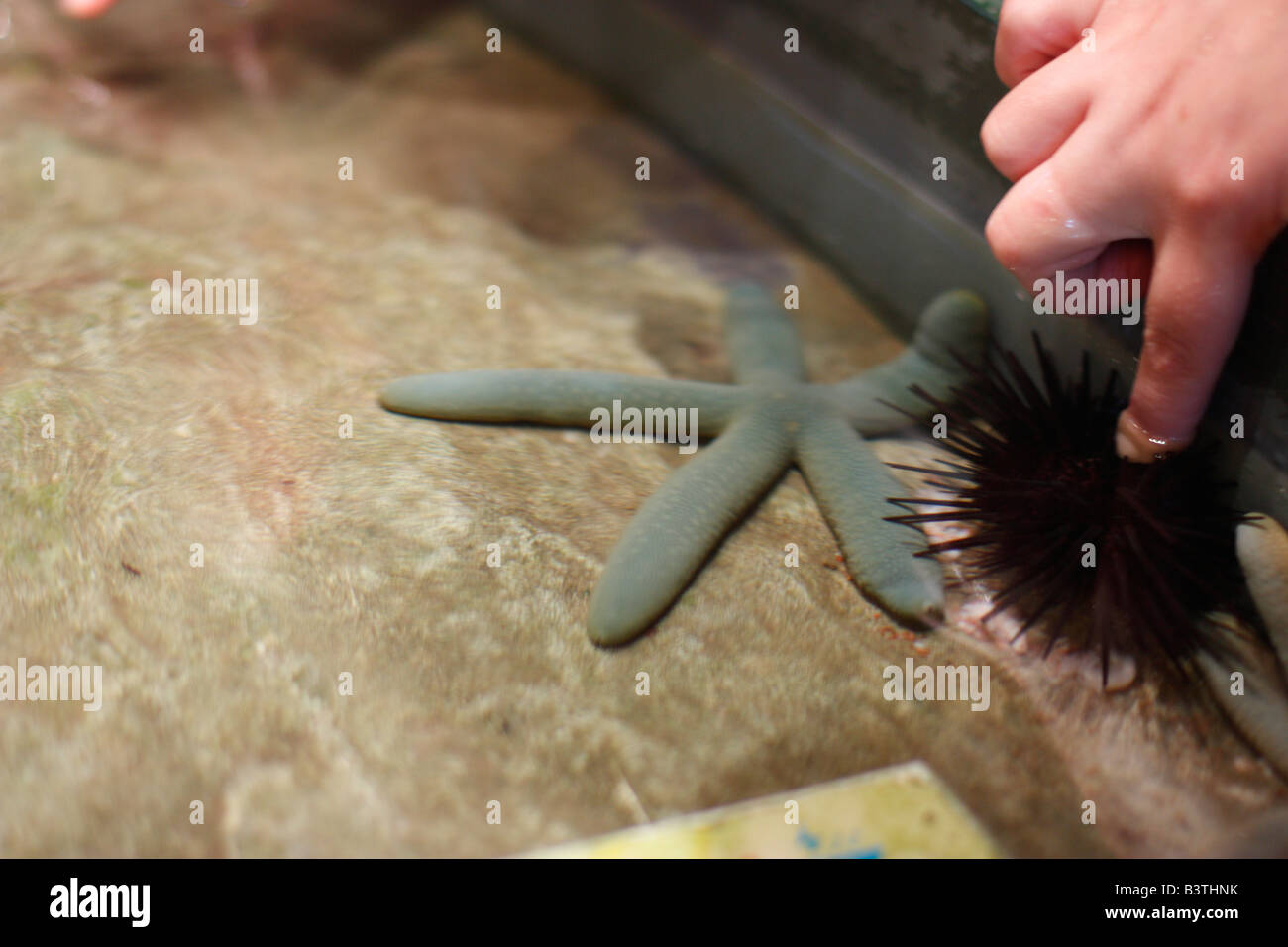 A person touches a sea urchin in a touching pool. National Museum of Marine Biology and Aquarium, Checheng, Pingtung, Taiwan Stock Photo