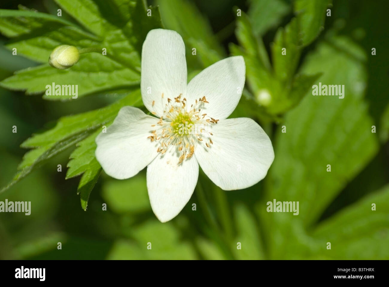 Canada Anemone flower and bud Anemone Canadensis Stock Photo