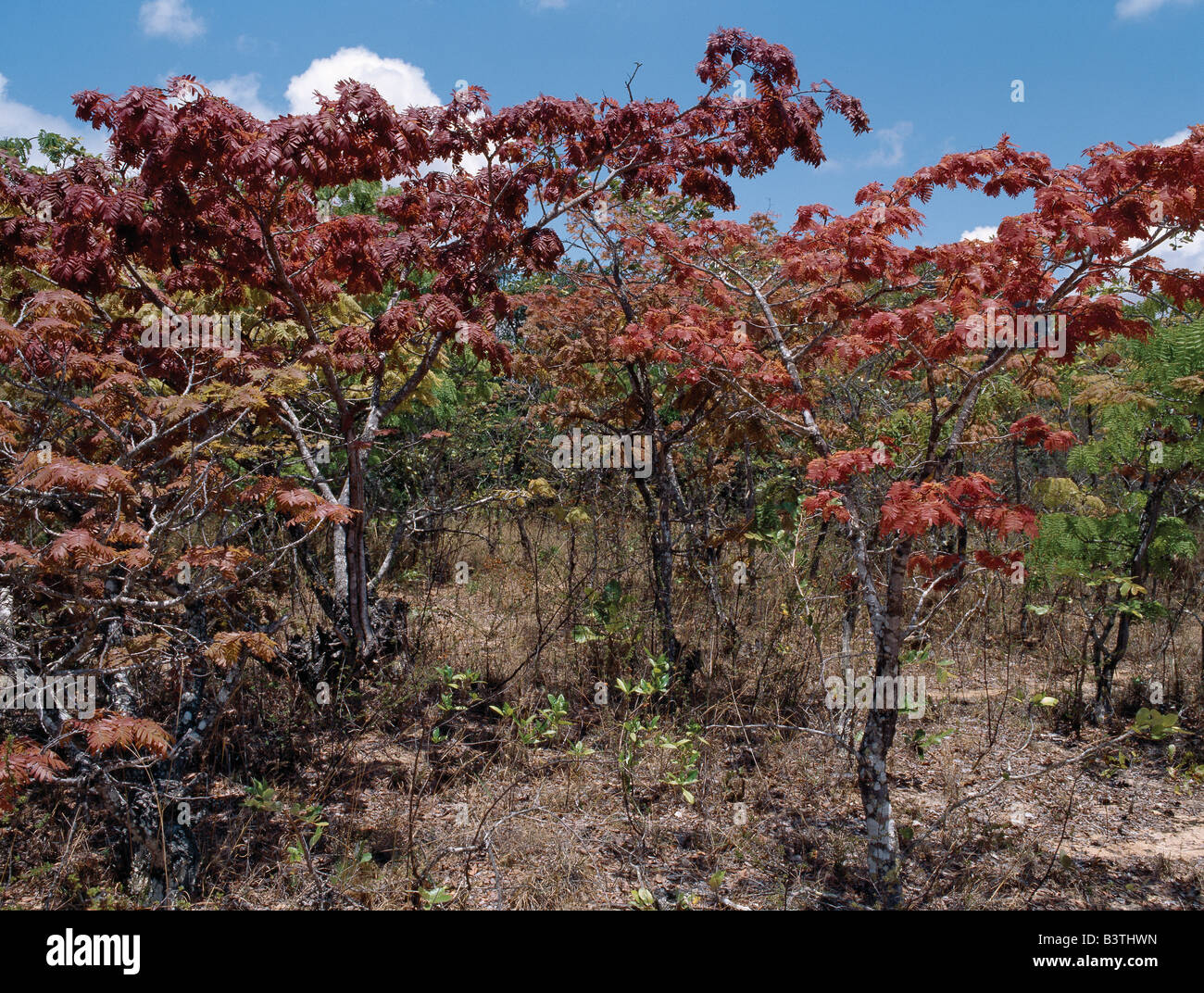 Tanzania, Iringa, Isimila. After the first shower of rain following a