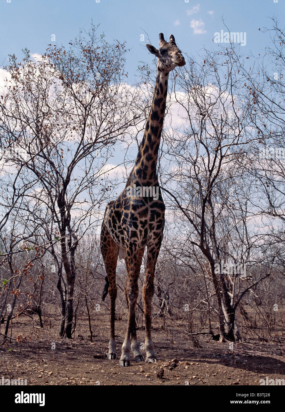 Tanzania, Southern Tanzania, An old Masai giraffe with very dark markings in the Ruaha National Park of Southern Tanzania. Stock Photo