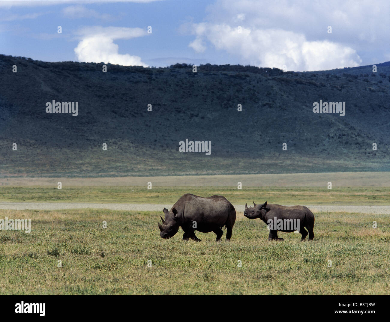 Tanzania, Northern Tanzania, A black rhino mother and offspring are dwarfed by their surroundings in the world famous Ngorongoro Crater. The crater's 102-square-mile floor is spectacular for wildlife. This feature is in fact a 'caldera' - the largest unbroken, unflooded caldera in the world - which was formed two and a half million years ago when a huge explosion destroyed the walls of a volcano standing about 15,000 feet high. Ngorongoro was declared a World Heritage Site in 1978. Stock Photo
