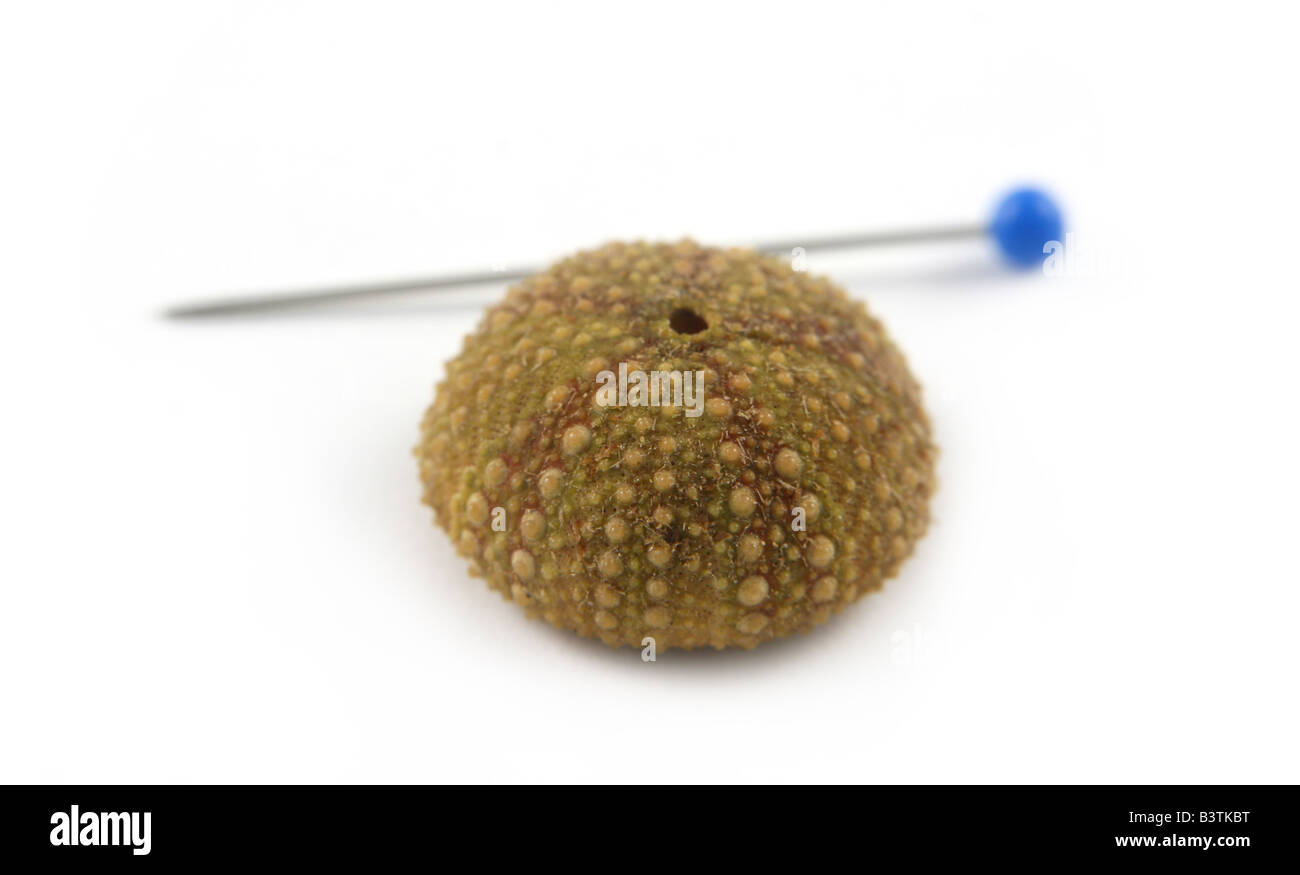A very tiny sea urchin shell shown next to a sewing pin. Stock Photo