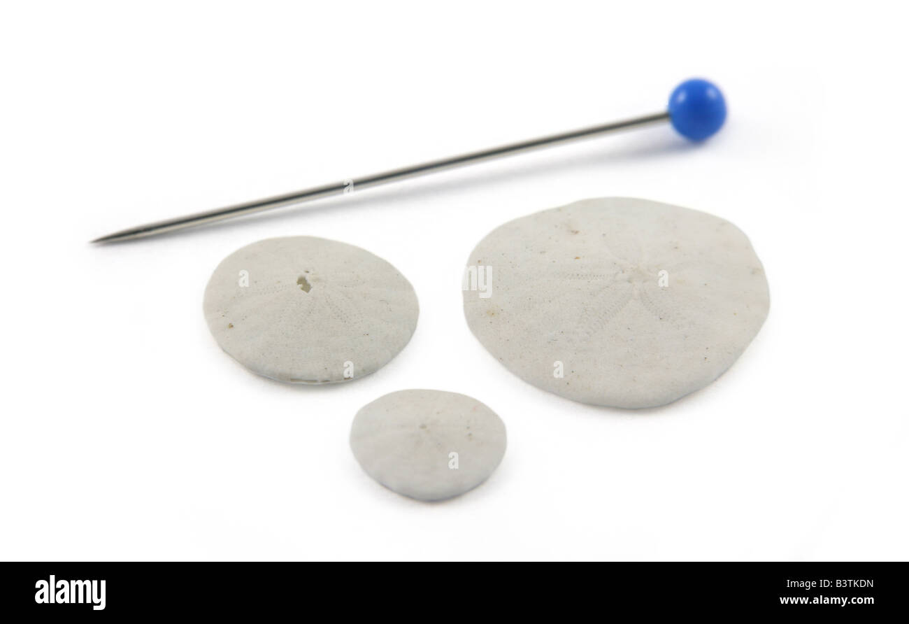 Three very tiny sand dollars shown next to a sewing pin. Stock Photo