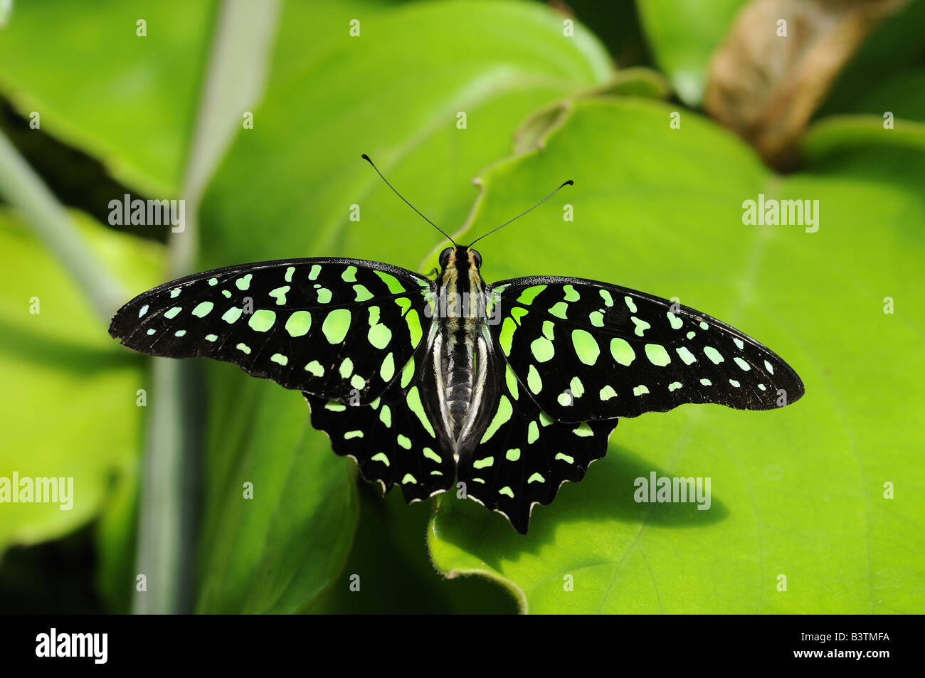 Tailed Jay Butterfly Graphium agamemnon or Green spotted Triangle