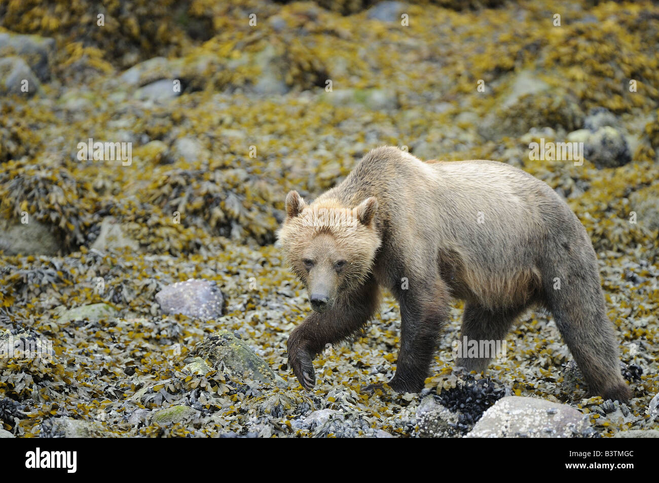 Grizzly or Brown Bear Ursus arctos female turning over rocks on shoreline searching for food British Colombia Canada Stock Photo