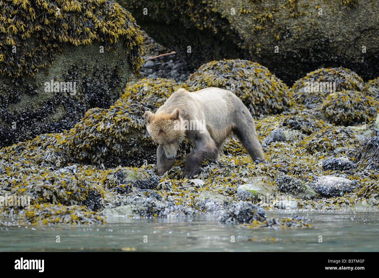 Grizzly or Brown Bear Ursus arctos female turning over rocks on shoreline searching for food British Colombia Canada Stock Photo