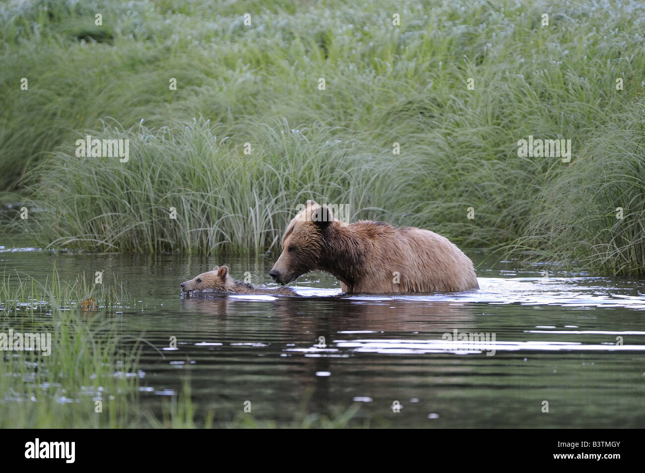 Grizzly or Brown Bear Ursus arctos mother and cub swimming across water channel British Colombia Canada Stock Photo