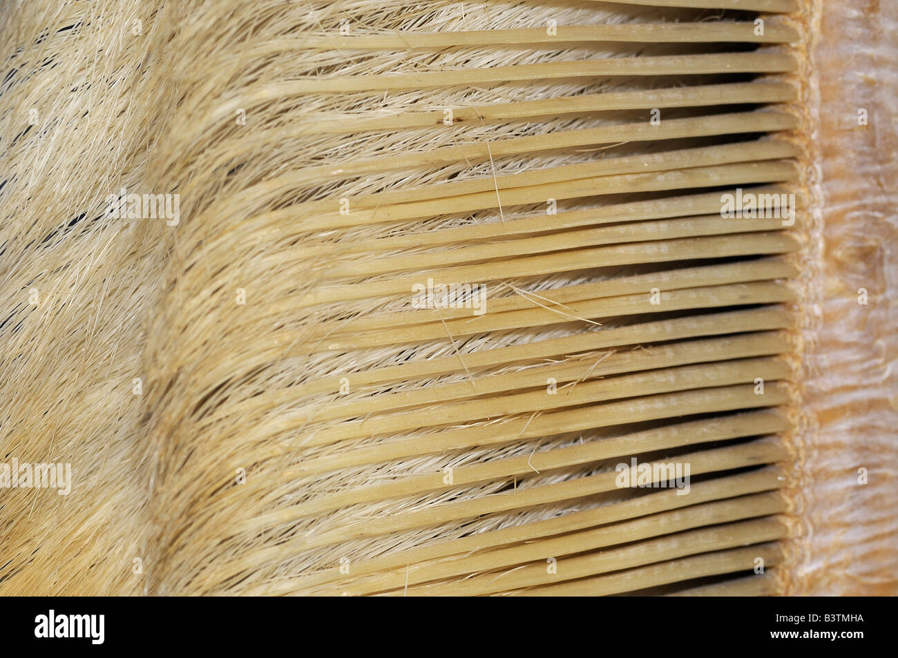Close up of Grey Whale baleen Eschrictius robustus Stock Photo