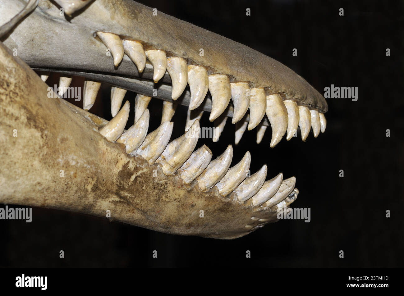 Killer Whale skull Orcinus orca Canada showing rows of teeth Stock