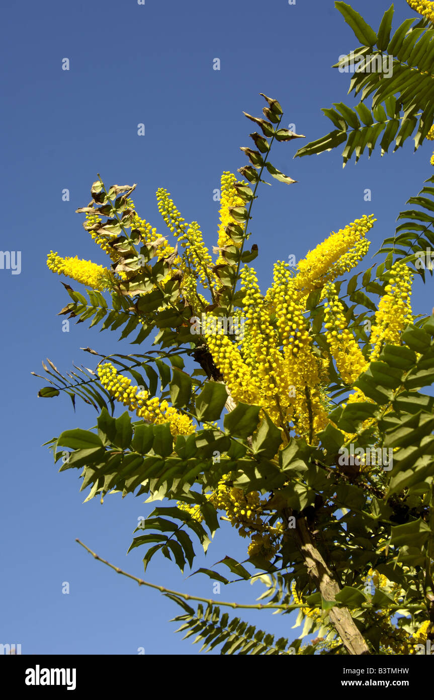 Mahonia species showing flower spikes Berberidaceae Stock Photo