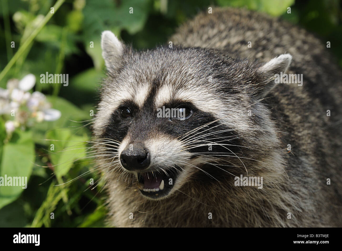North American Racoon Procyon lotor close up of head Vancouver Island Canada Stock Photo