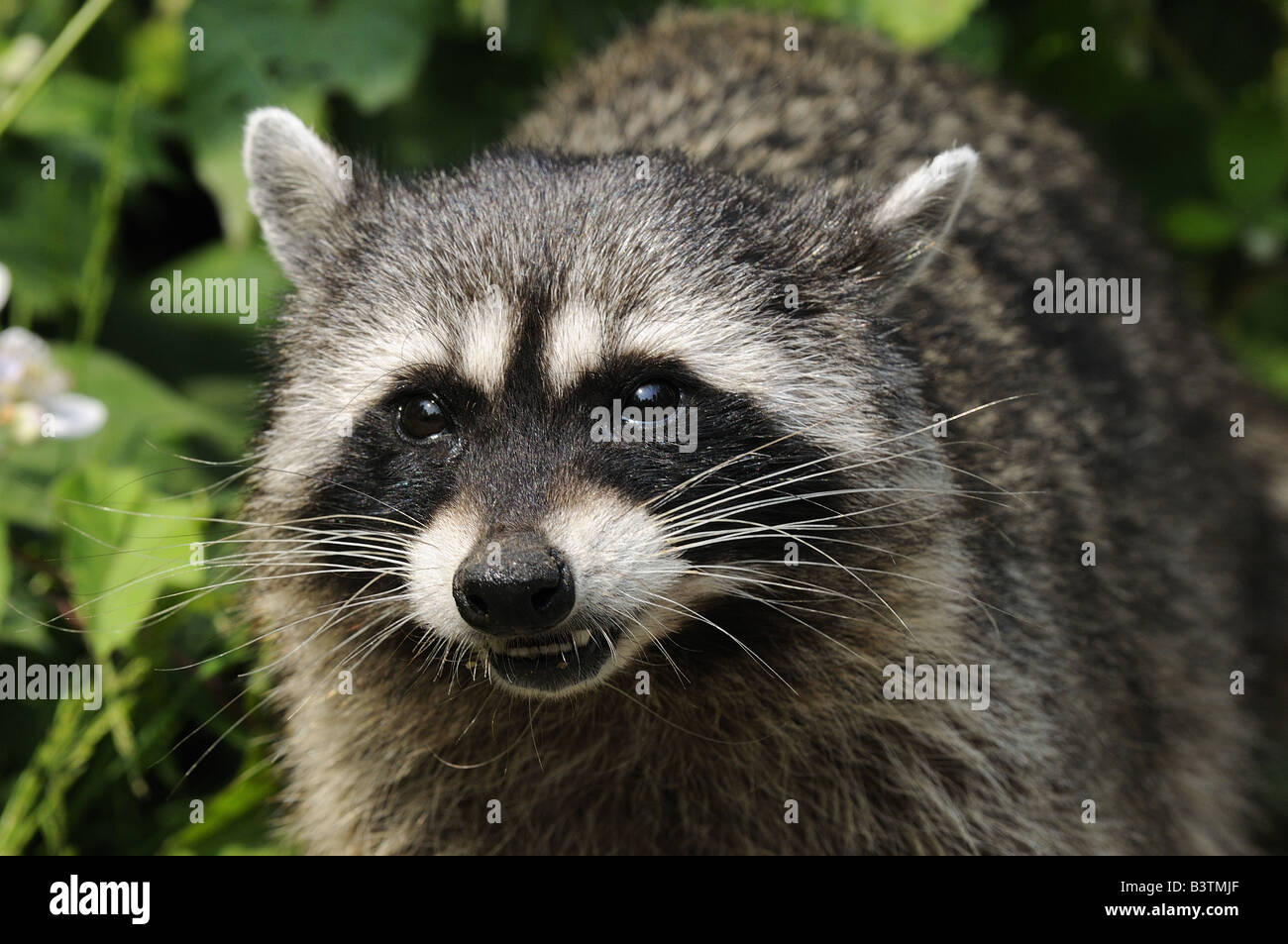 North American Racoon Procyon lotor close up of head Vancouver Island Canada Stock Photo
