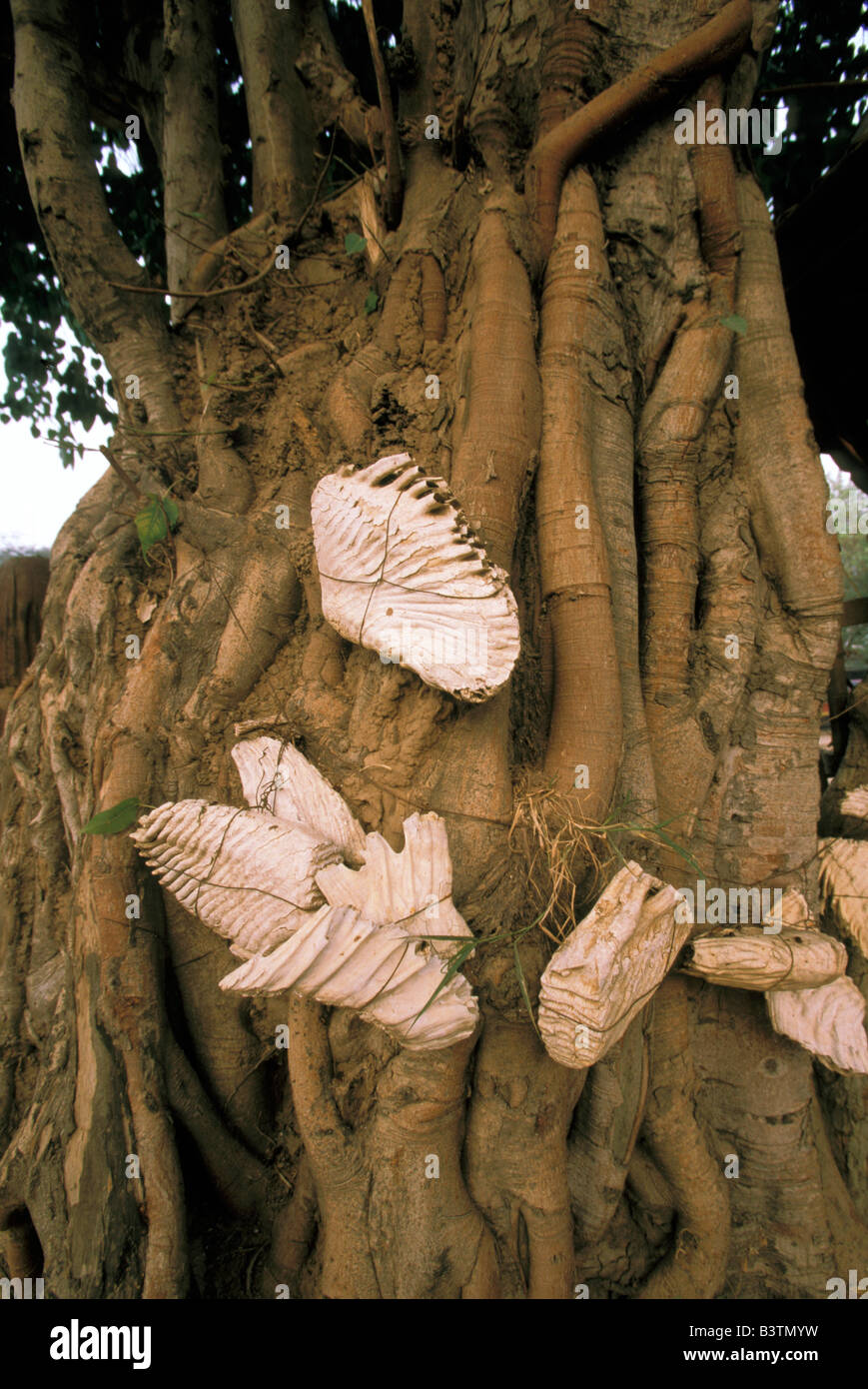 Thailand, Ayuthaya. Spirit tree adorned by elephant teeth. Stock Photo