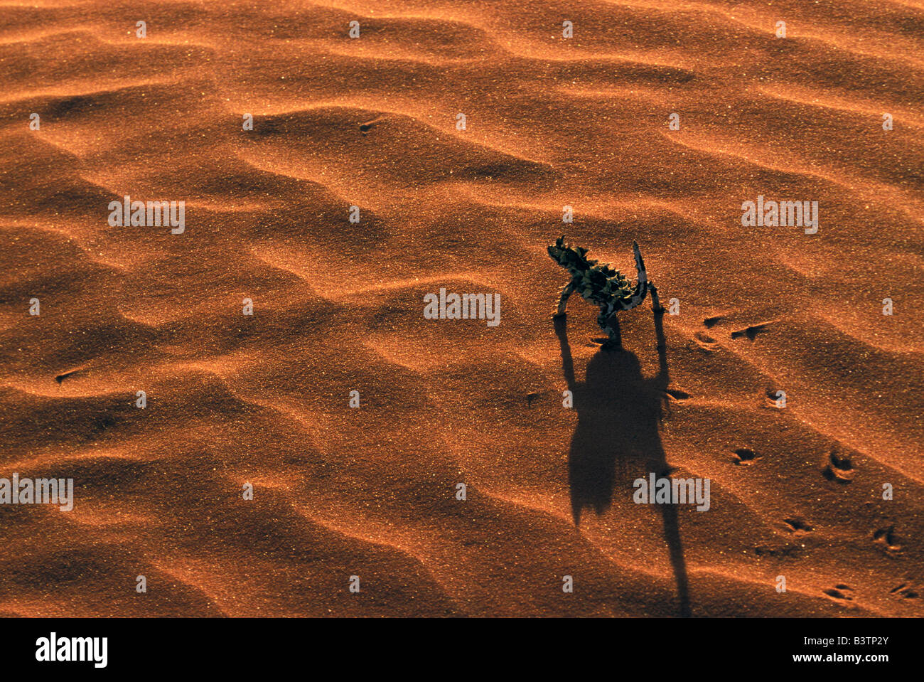 Australia, Central desert. Thorny Devil (Moloch horridus) Stock Photo