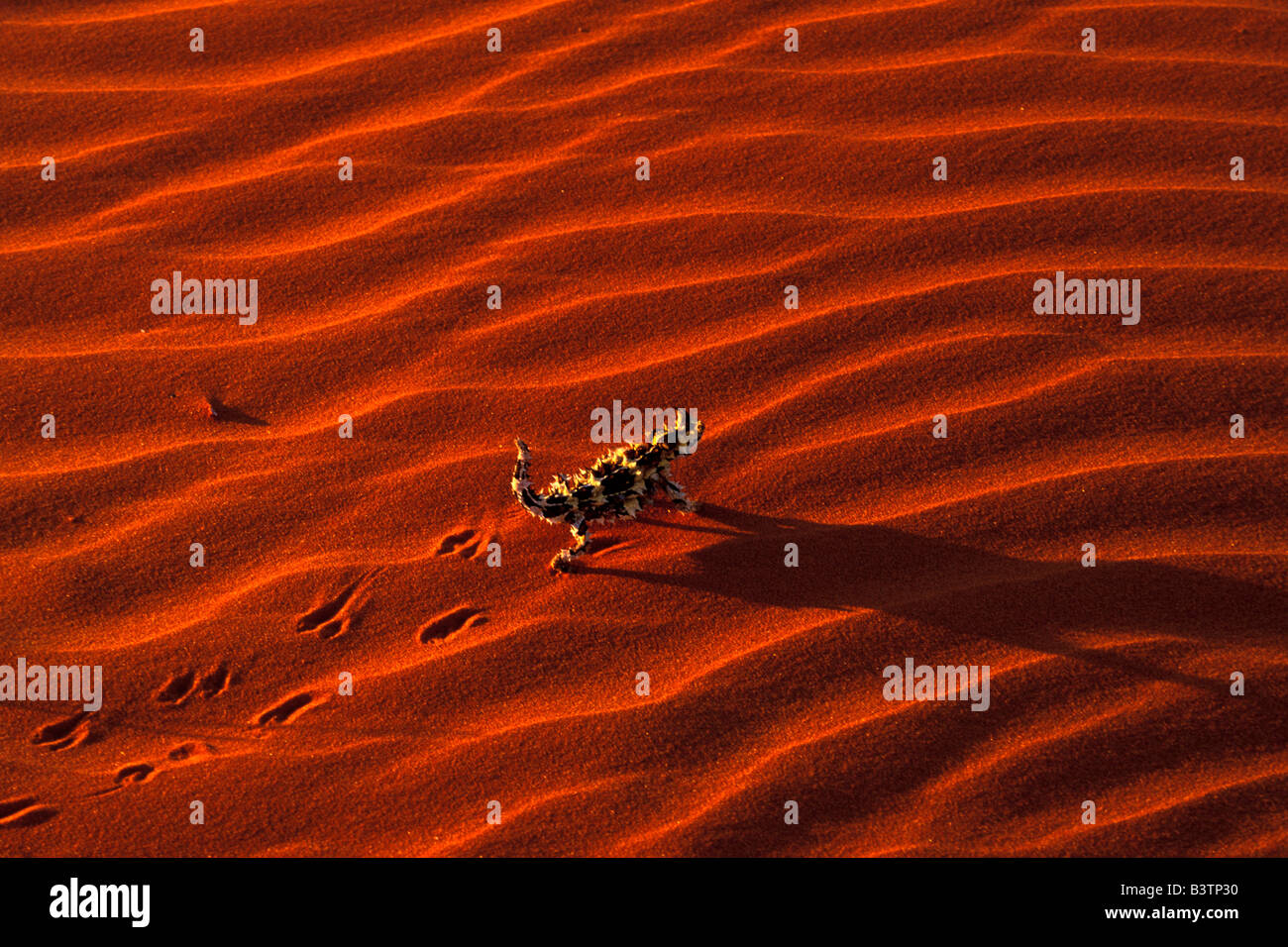 Australia, Central desert. Thorny Devil (Moloch horridus) Stock Photo