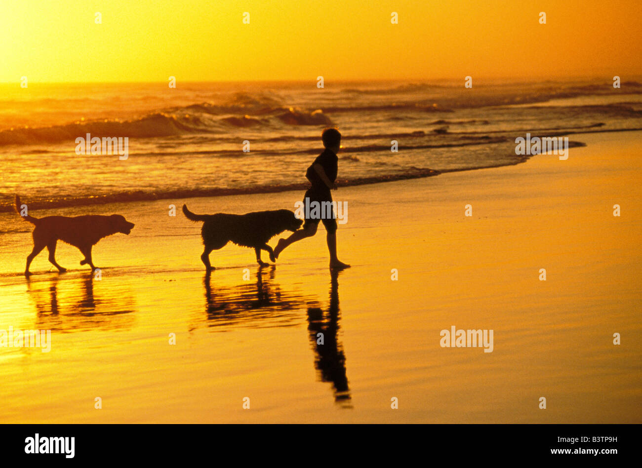 Australia, NSW, Stockton Beach. Boy and dogs running in water. Stock Photo