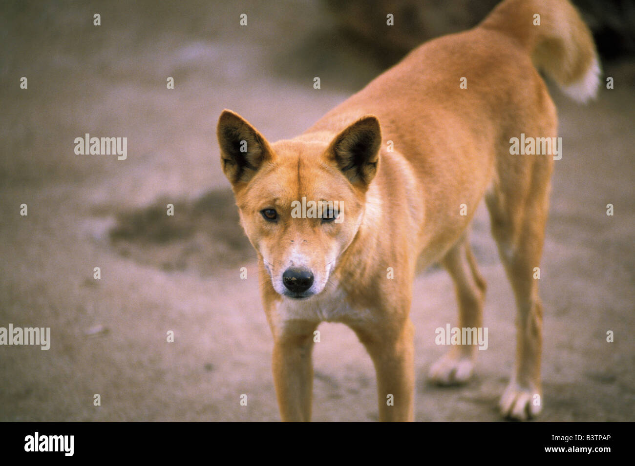 Australia, Queensland. Wild Australian dingo Stock Photo Alamy