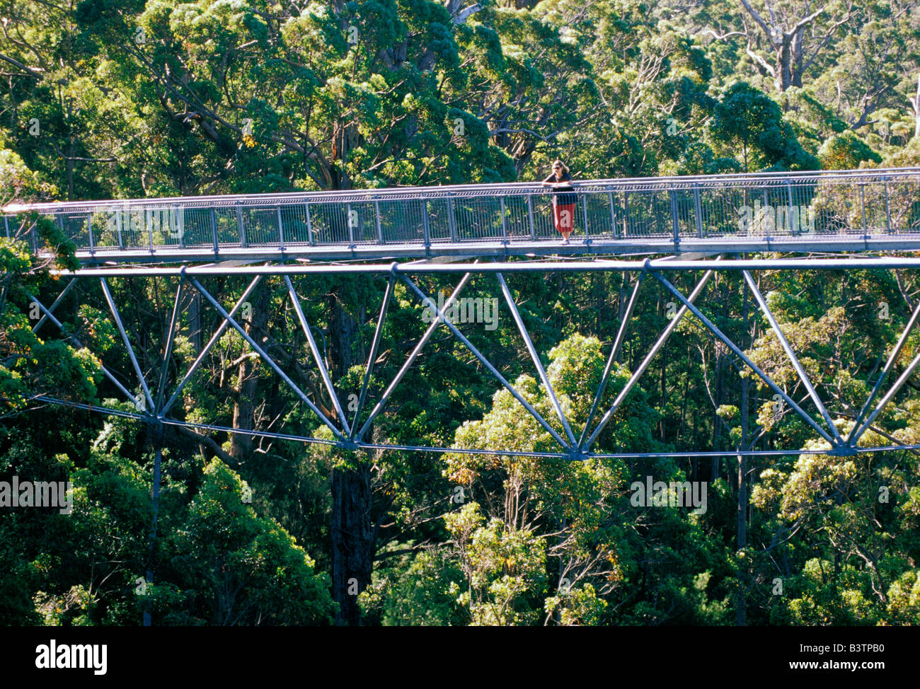 Australia, Walpole-Nornalup. Treetop walk in Red Tingle (Eucalyptus Jacksonii) Forest. Stock Photo