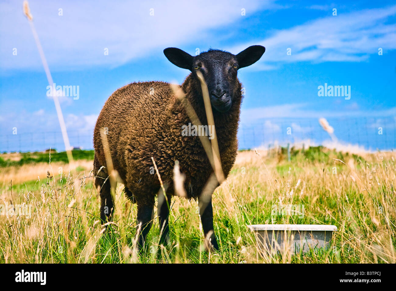 Black sheep portrait in salt meadow on blue sky isle of Ouessant Brittany France Stock Photo