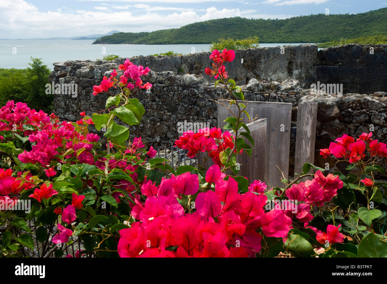 Martinique, French Antilles, West Indies, Flowering bougainvillea & ruins at site of Chateau Dubuc on the Caravelle Peninsula Stock Photo