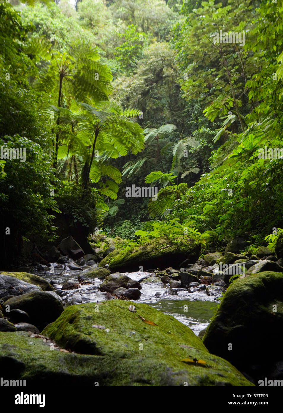 MARTINIQUE. French Antilles. West Indies. Gorge of the Falaise River ...