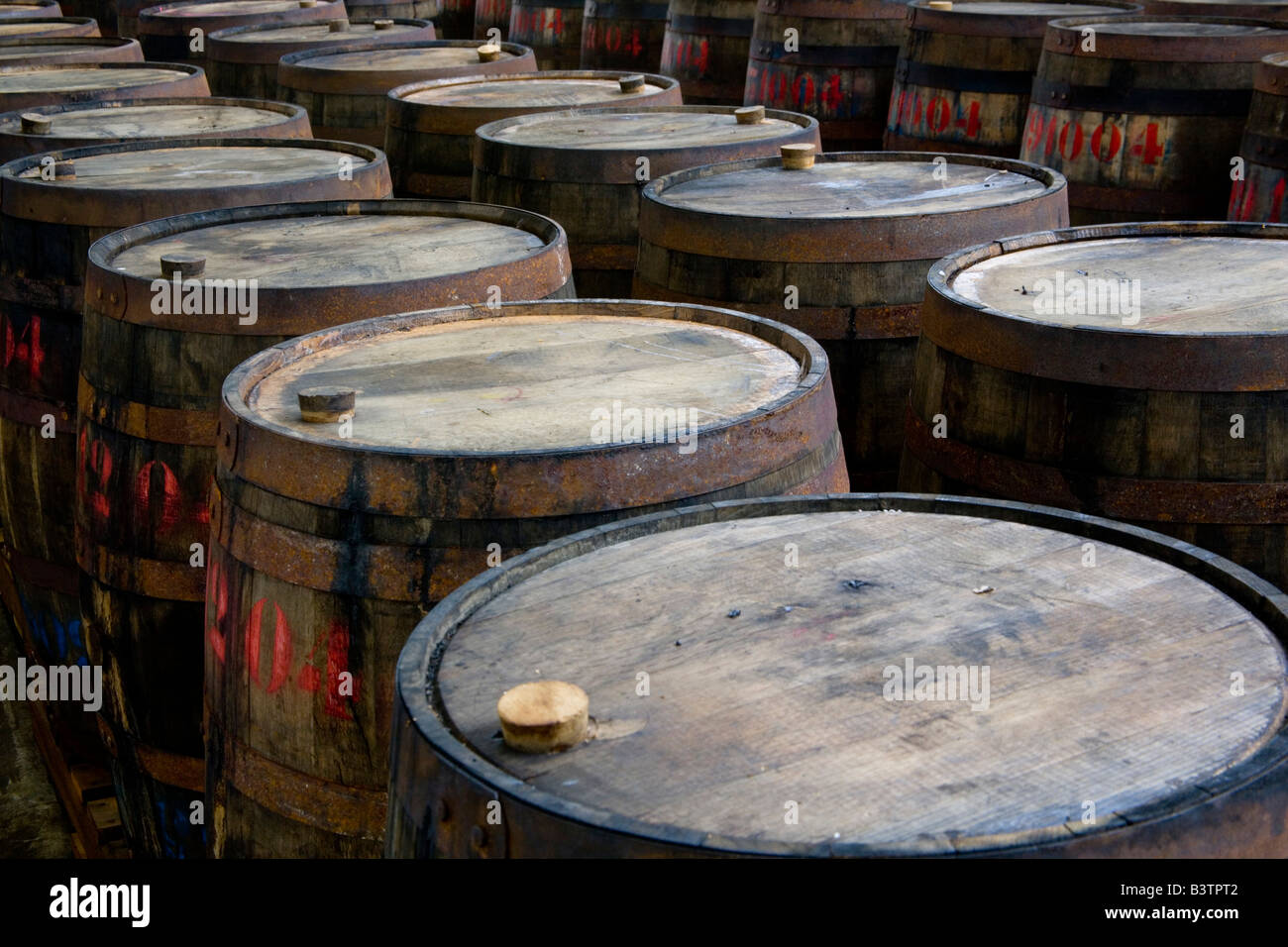 MARTINIQUE. French Antilles. West Indies. St. Pierre. Oak aging barrels ready to be filled with rum. Depaz rum distillery. Stock Photo