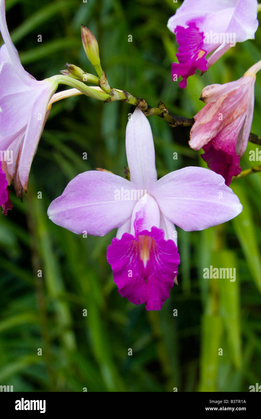 MARTINIQUE. French Antilles. West Indies. Bamboo orchid  blooming at Jardin de Balata Stock Photo