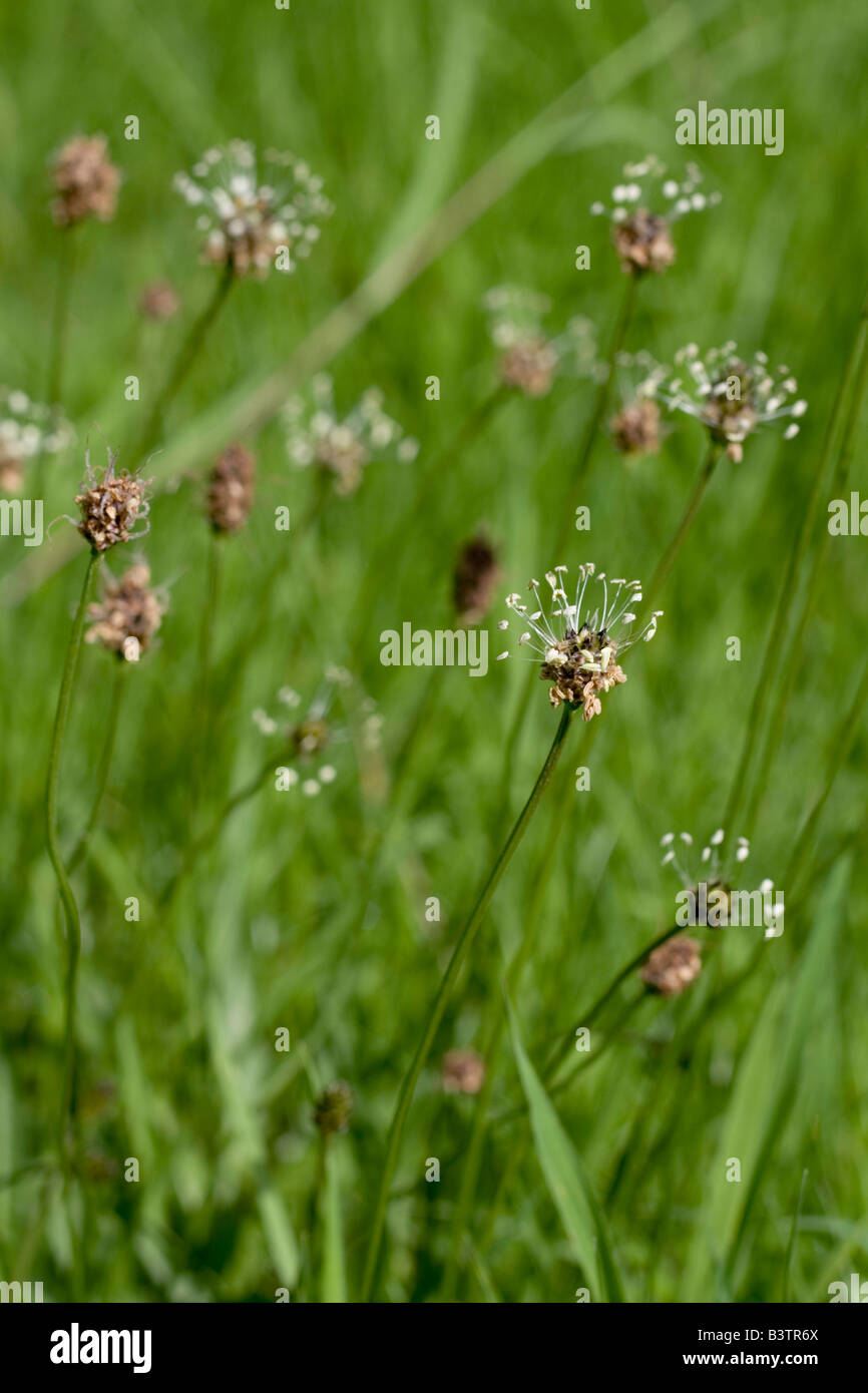 Grass garden uncut hi-res stock photography and images - Alamy