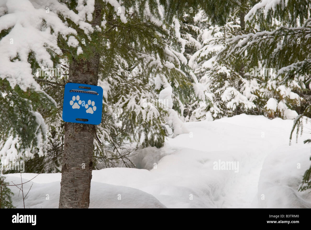 Canada, BC, Resort. Lost Lake Trail System in winter