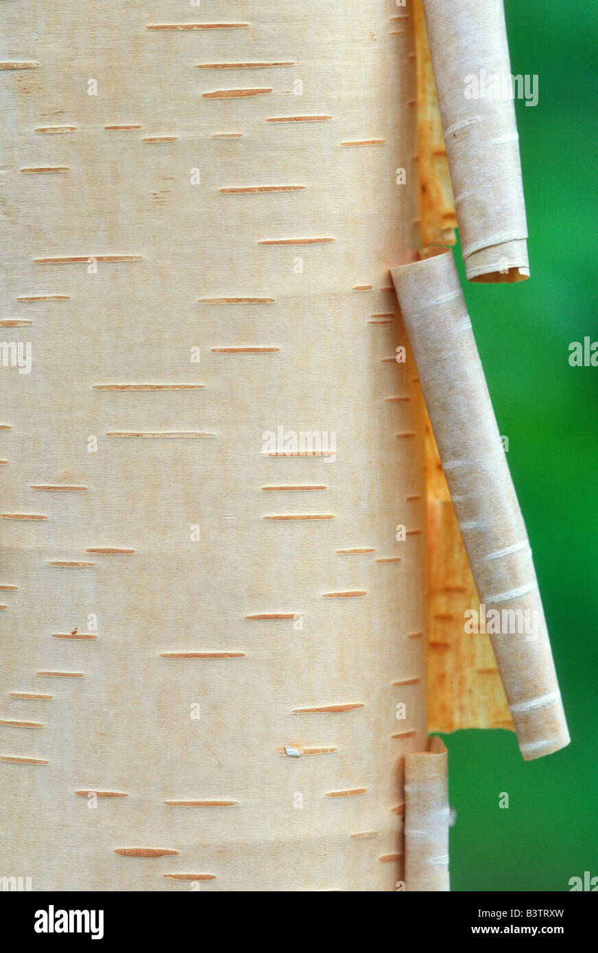 Canada, Quebec. Peeling bark on paper birch tree. Stock Photo