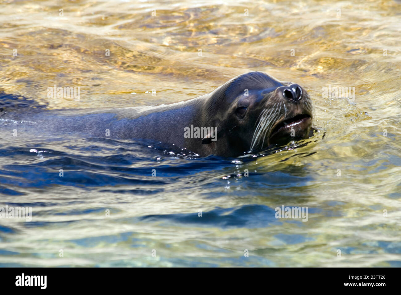 The Gray Seal (Halichoerus grypus).Brookfield Zoo Stock Photo
