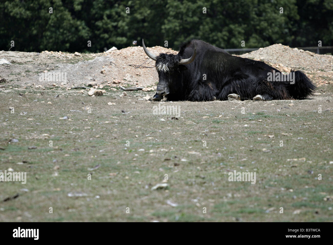 A wildebeest rests on the savanna at Exotic Animal Paradise in Springfield,  Missouri Stock Photo - Alamy