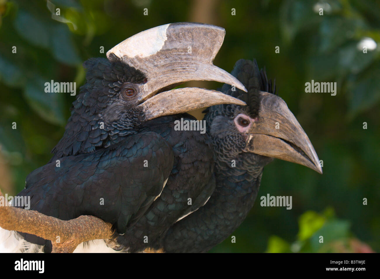 hornbill bird birds pair Uganda exotic Stock Photo