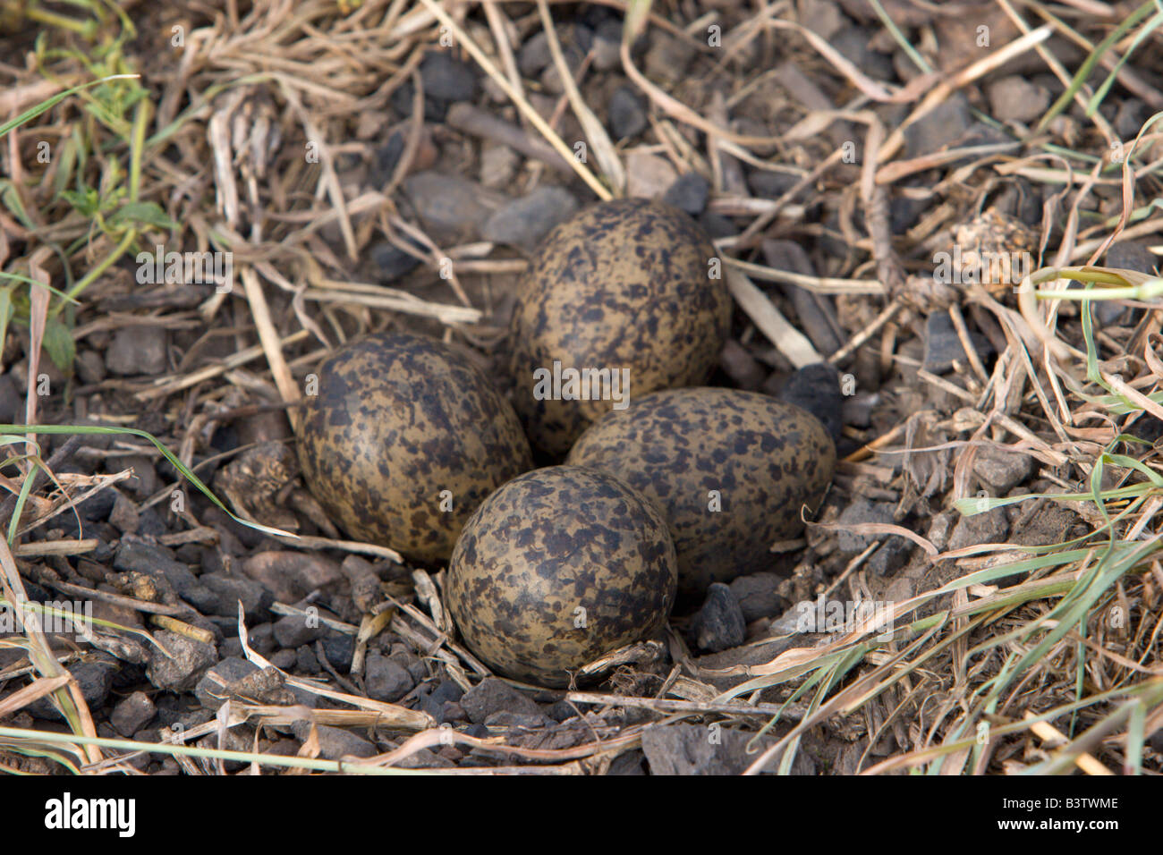 bird eggs nest ground bird Uganda Stock Photo