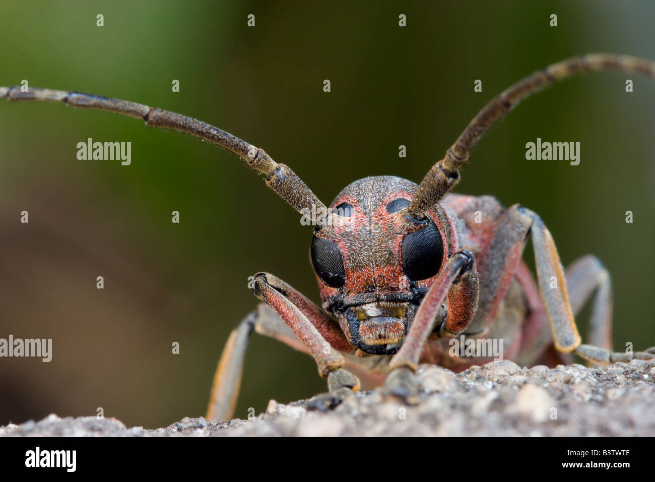 insect bug critter Uganda Stock Photo
