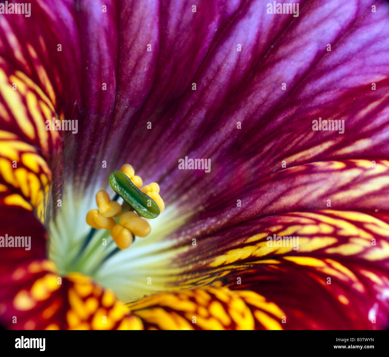 Close up of a Salpiglossis sinuata, painted tongue flower. Stock Photo