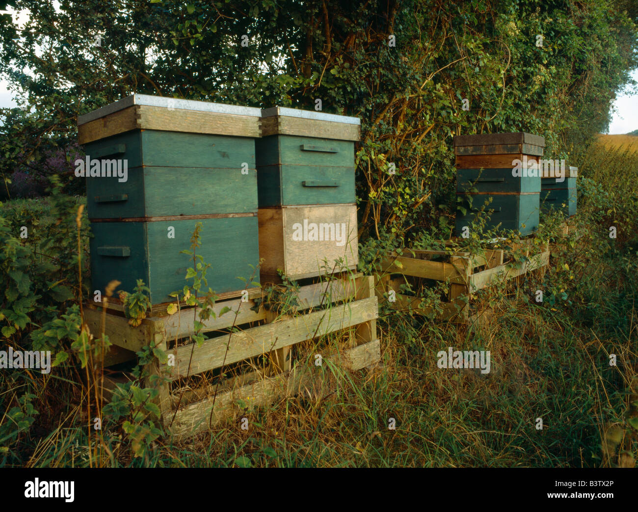 Beehives beside a hedgerow. Kent, England, UK. Stock Photo