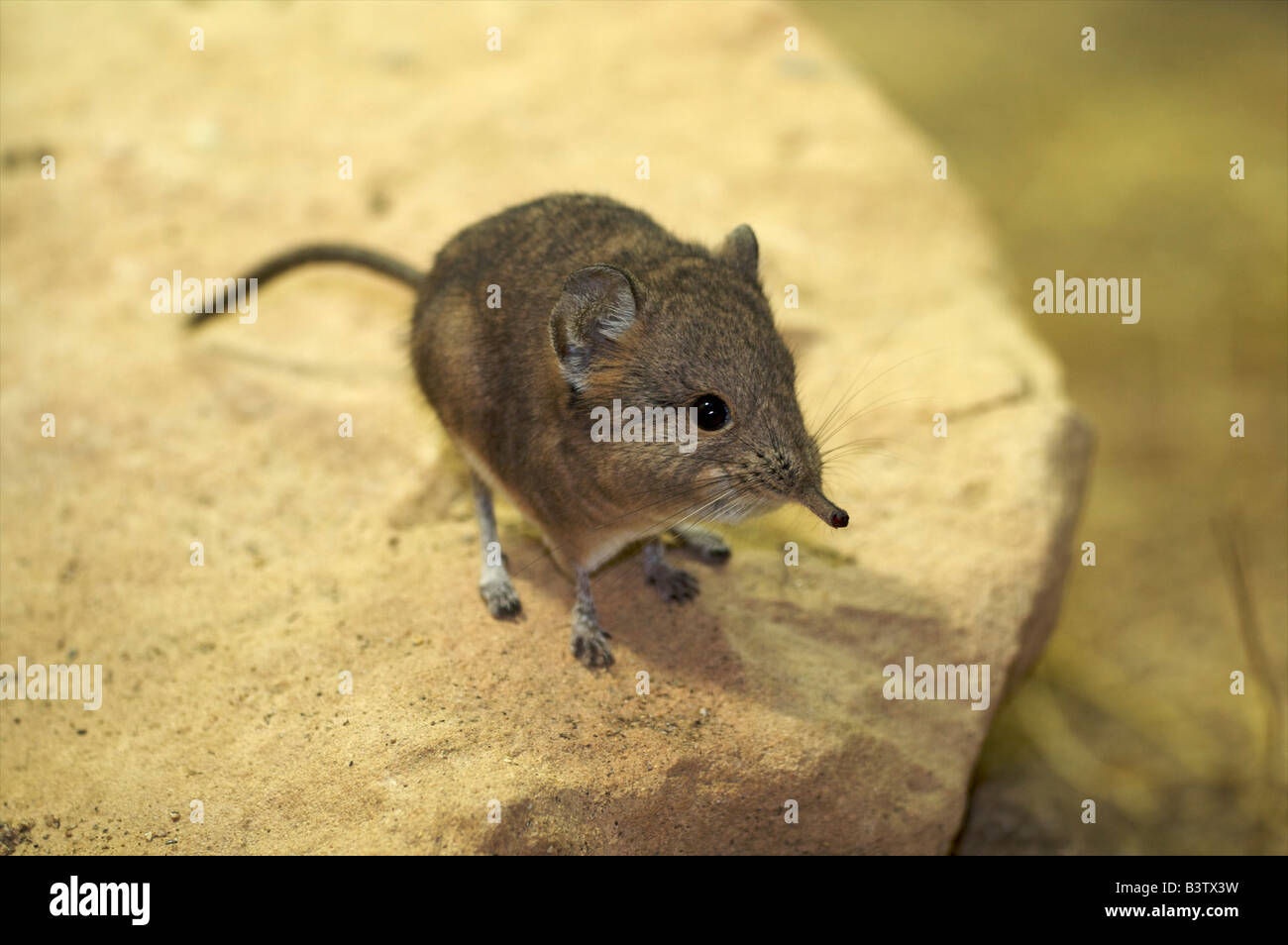 short eared elephant shrew Macroscelides proboscideus Stock Photo